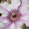 Patio Clematis Ithemba Patio Clematis Ithemba