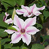 Patio Clematis Ithemba Patio Clematis Ithemba