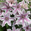 Patio Clematis Ithemba Patio Clematis Ithemba