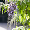 Buddleia Wisteria Lane 9cm 