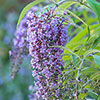 Buddleia Wisteria Lane 9cm 