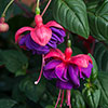 Fuchsia Trailing Collection 