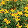 Bidens Hawiian Flare Plug 