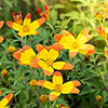 Bidens Hawiian Flare Plug 
