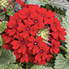Verbena Trailing Collection 