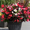 Begonia Big Mix 