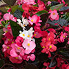 Begonia Big Mix 