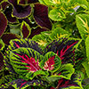 Coleus Kong Collection 