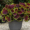 Coleus Kong Collection 