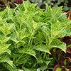 Coleus Collection