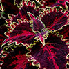 Coleus Collection