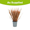 Carex buchananii Carex buchananii