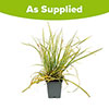 Carex oshimensis Evergold