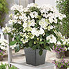 Hydrangea Runaway Bride