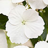 Hydrangea Runaway Bride