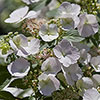 Hydrangea Runaway Bride