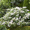 Hydrangea Runaway Bride