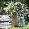 Hydrangea Runaway Bride