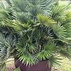 Chamaerops Compact The Volcano Palm