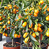 Citrus Kumquat Tree with Fruits