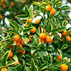Citrus Kumquat Tree with Fruits