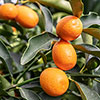 Citrus Kumquat Tree with Fruits