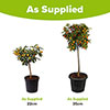 Citrus Kumquat Tree with Fruits