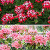 Geranium Summer Twist Collection
