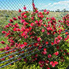 Callistemon viminalis Red Star