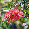Callistemon viminalis Red Star