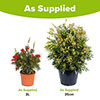 Callistemon viminalis Red Star Callistemon viminalis Red Star