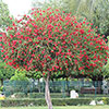 Callistemon viminalis Red Star Standard