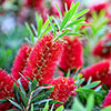 Callistemon viminalis Red Star Standard