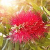 Callistemon viminalis Red Star Standard