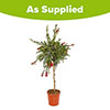 Callistemon viminalis Red Star Standard