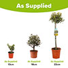 Mini Standard Olive Tree Mini Standard Olive Tree