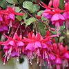 Flowering Fuchsia Pyramid