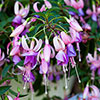 Flowering Fuchsia Pyramid
