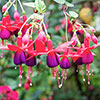 Flowering Fuchsia Pyramid