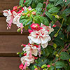 Flowering Fuchsia Pyramid
