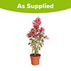 Flowering Fuchsia Pyramid