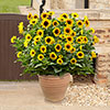 Patio Sunflower Sunbelievable (TM) Brown Eyed Girl