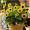 Patio Sunflower Sunbelievable (TM) Brown Eyed Girl