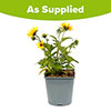 Patio Sunflower Sunbelievable (TM) Brown Eyed Girl Patio Sunflower Sunbelievable (TM) Brown Eyed Girl