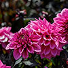 Dahlia Gardenetta Collection
