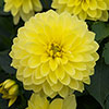 Dahlia Gardenetta Collection