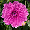 Dahlia Gardenetta Collection