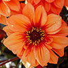 Dahlia Gardenetta Collection