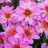 Dahlia Dalina Maxi Starburst Pink