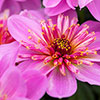Dahlia Dalina Maxi Starburst Pink